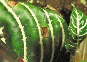 Hoja de Aelandra infectada con Myrothecium roridum y Corynespora
