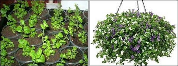 propagation du bacopa par bouturage