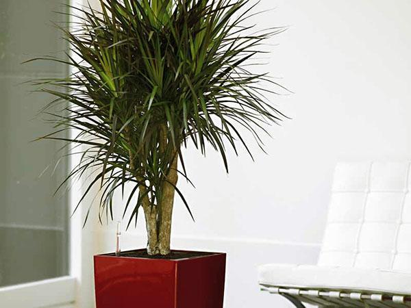 Dracaena en una tina