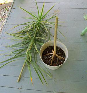 Cortar la parte superior de la dracaena