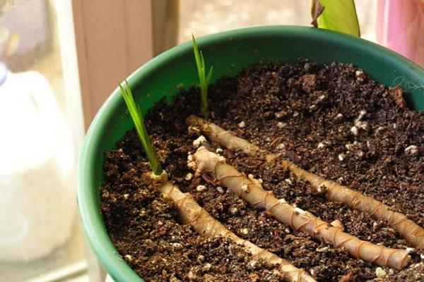 Enracinement des boutures de dracaena
