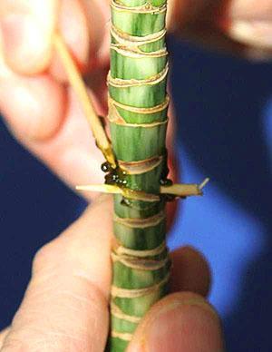 Propagación de dracaena por capas de aire.