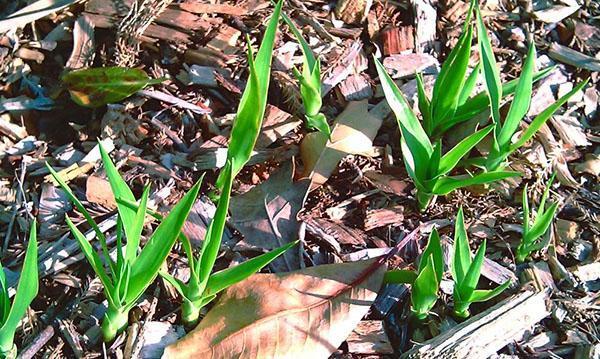 Cultivo de dracaena a partir de semillas.