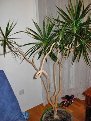 Dracaena à l'intérieur