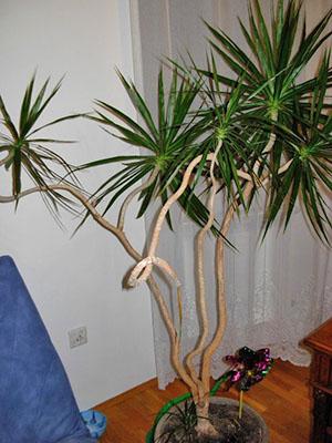 Dracaena en el interior