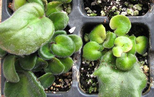 Plusieurs rosettes peuvent se développer à partir d'une feuille.