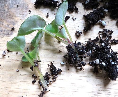 Les prises cultivées sont divisées et placées dans des pots séparés