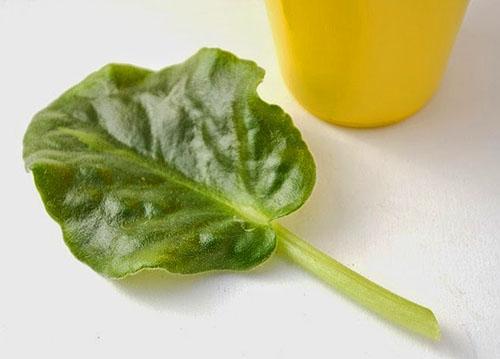 Préparation de la feuille pour l'enracinement