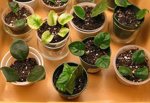 Deux feuilles ou plus sont plantées dans un conteneur