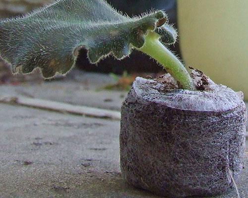 Enracinement d'une feuille dans un comprimé de tourbe