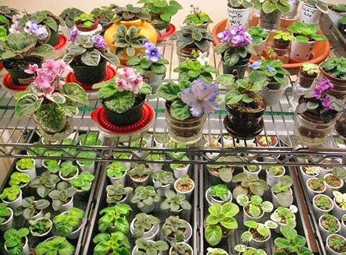 Placer des violettes sur des étagères avec des phyto-lampes