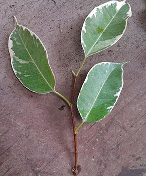 Propagación de esquejes de ficus Benjamin