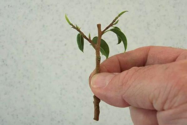 Tallo de Ficus, preparado para enraizar