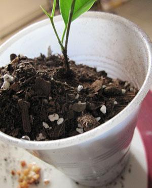 Planter les boutures dans le sol