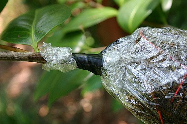 Ce n'est qu'après la formation des racines que les boutures sont déconnectées de la plante.