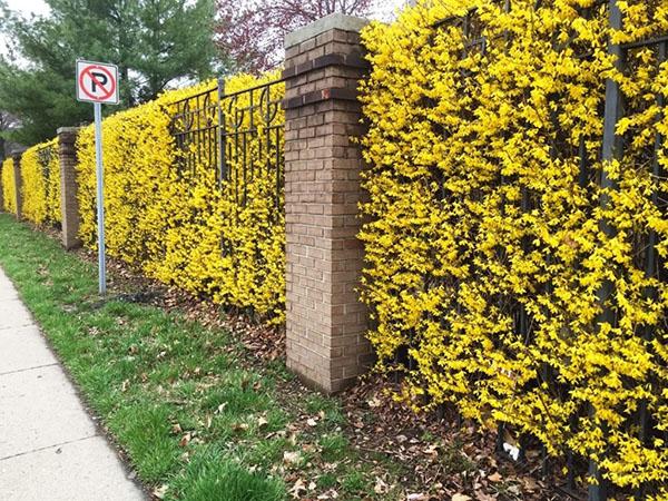 haie de forsythia