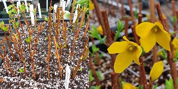 boutures de printemps forsythia