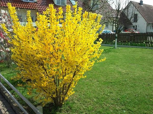 prendre soin du forsythia dans le jardin