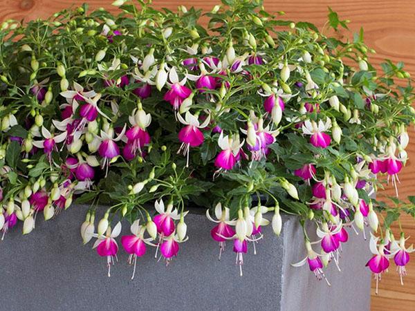 fuchsia issu de boutures