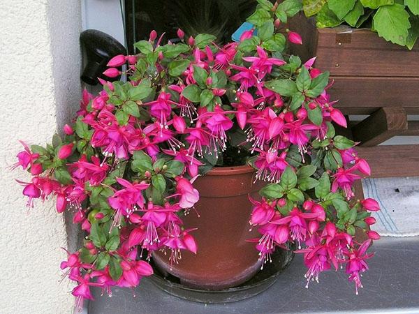 fleurs fuchsia