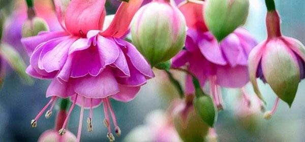 magnifique fuchsia