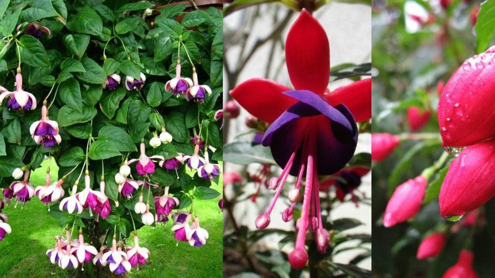 culture réussie de fuchsia à partir de boutures