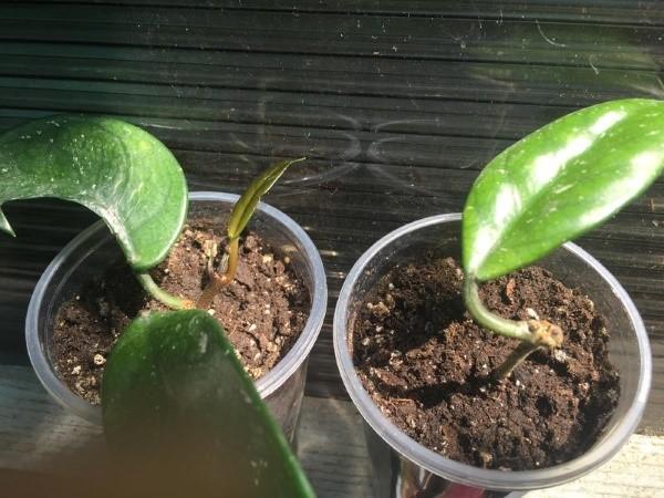 propagation du hoya par bouturage