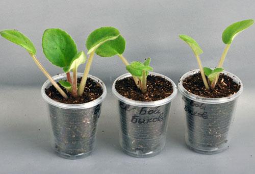 Desarrollo de plantas jóvenes