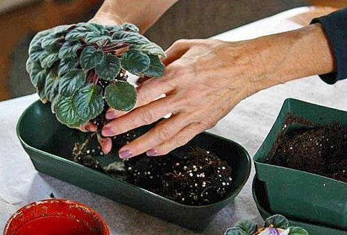 Vous devez rempoter la plante après la floraison.