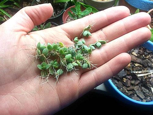 Brotes de hojas de cría