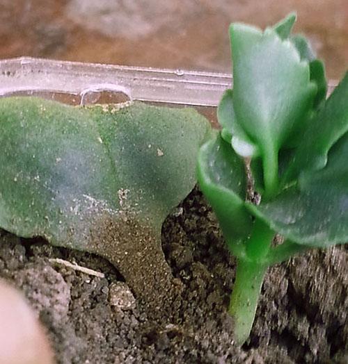 La hoja de Kalanchoe plantada fue aceptada.