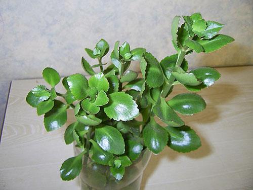 Esquejes de Kalanchoe seleccionados para propagación.