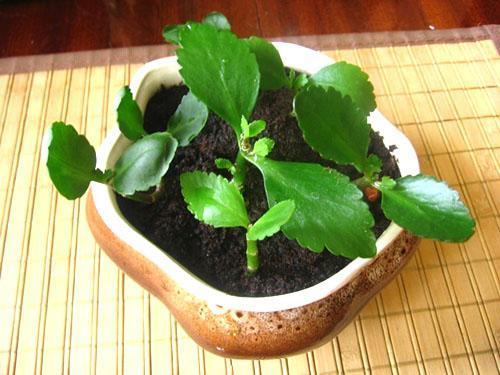Esquejes de Kalanchoe enraizados
