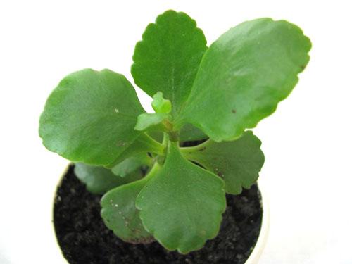 Descendencia arraigada de Kalanchoe
