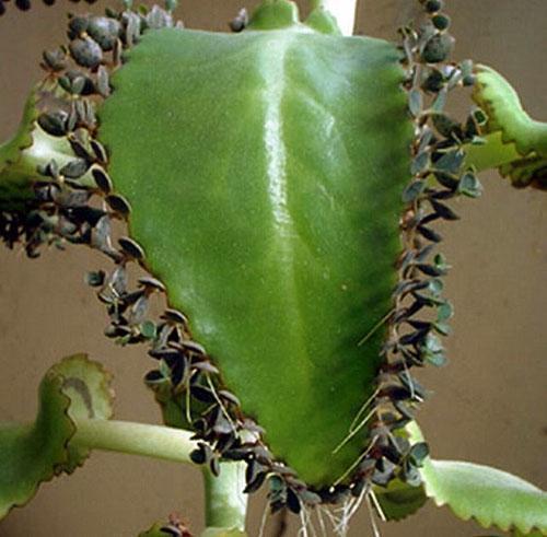 Hoja de Kalanchoe con niños.