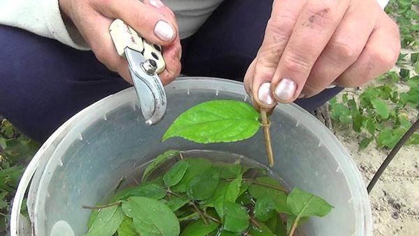 récolte des boutures vertes