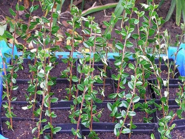 planter des boutures