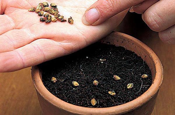sembrando semillas de cotoneaster