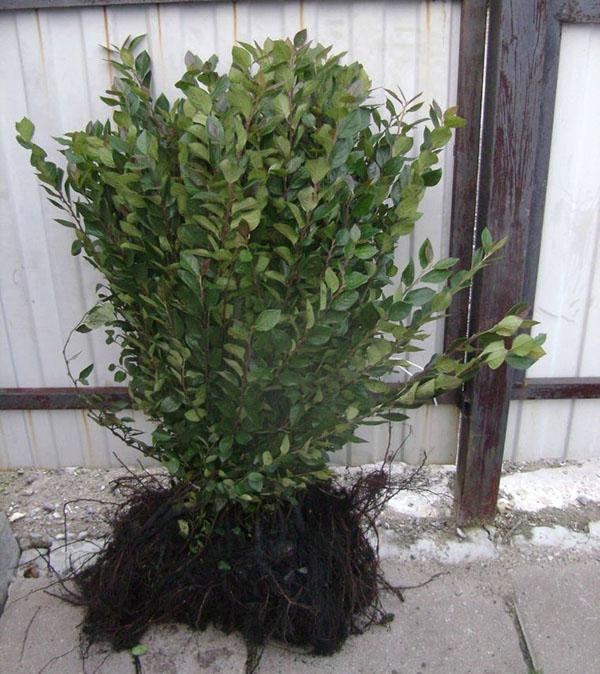 dividiendo el arbusto de cotoneaster