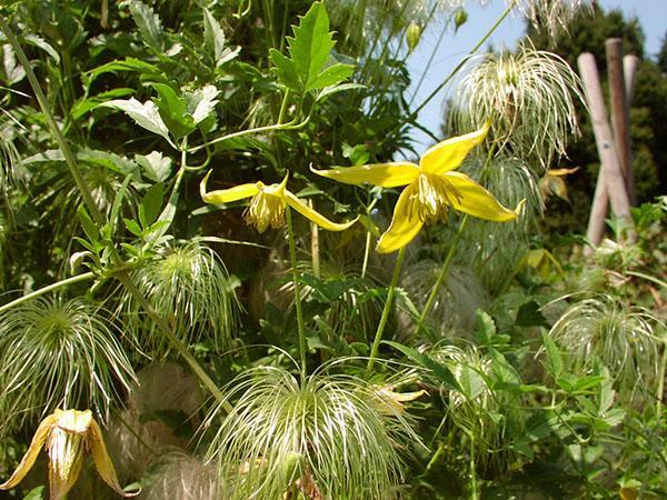 Clematis de Tangut