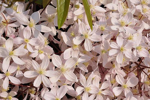 Clematis Armanda