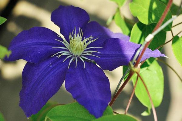 flor de clemátide
