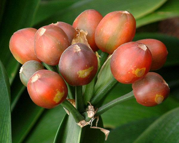 reproducción de clivia