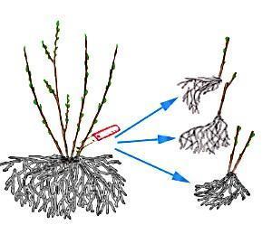 Propagation de la groseille à maquereau en divisant le buisson