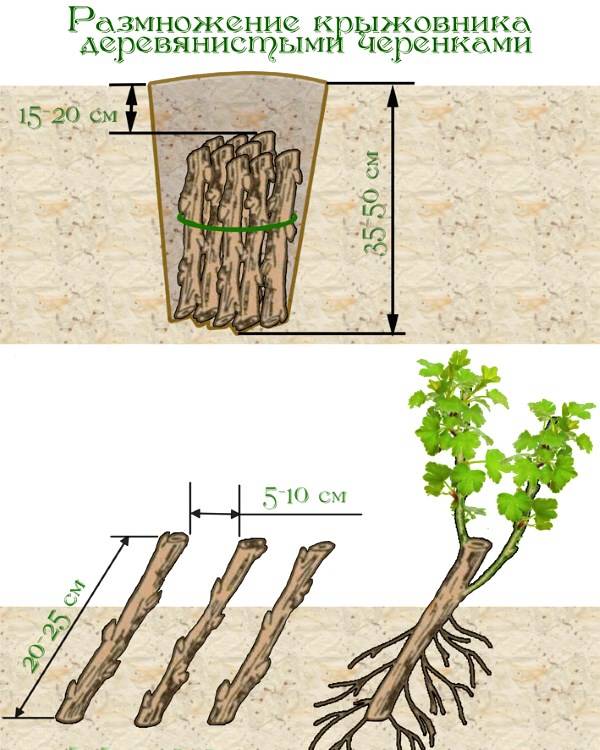 Propagation de la groseille à maquereau par bouturage