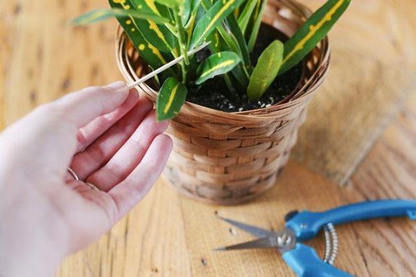 Croton doit être multiplié par bouturage au début du printemps.