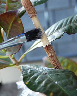 Preparación de una planta para la propagación por capas de aire.