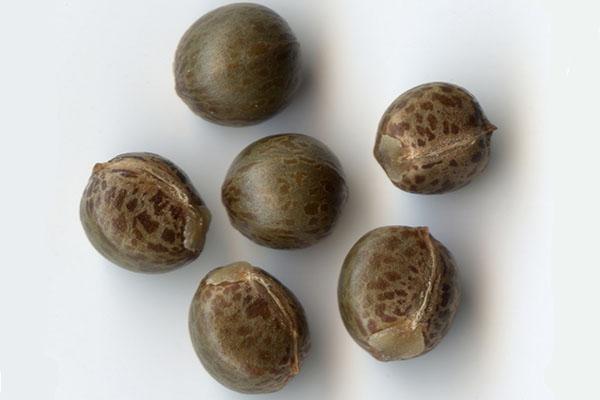 Las semillas de plantas se utilizan para reproducir croton.