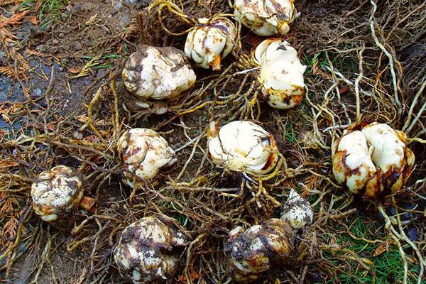 preparación de bulbos para propagación