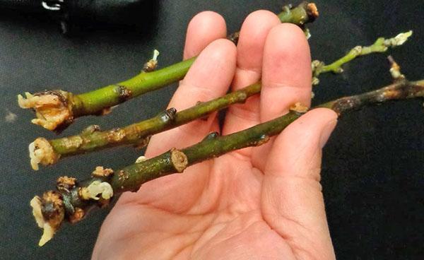 propagation de magnolia par bouturage